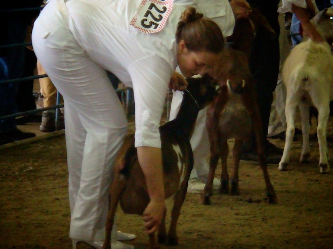 Alaska State Fair Goats